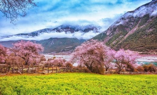波密桃花溝