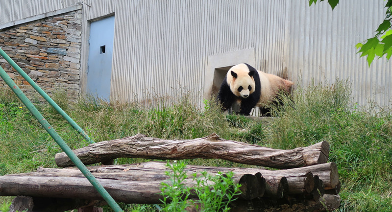 臥龍熊貓保護區