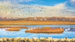 青海敦煌絲路10日深度遊：茶卡鹽湖·青海湖·張掖丹霞·莫高窟