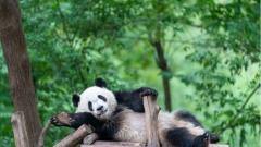 臺灣成都自由行：2026年完整旅遊規劃指南