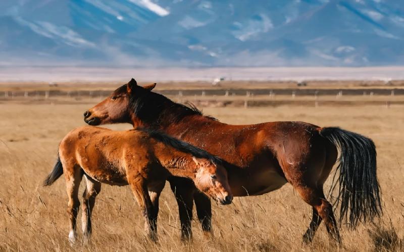 戈壁水鄉六日·七彩丹霞,巴丹吉林沙漠