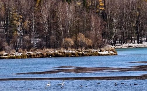 喀纳斯，美是真的美，拉垮也是真拉垮_4_这个季秋_来自小红书网页版(1)