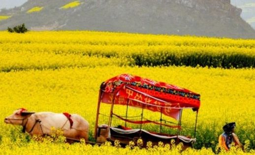 羅平縣金雞峰叢油菜花田