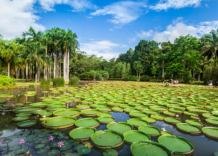西雙版納熱帶植物園