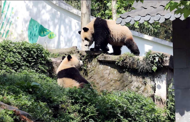 雅安碧峰峽大熊貓基地