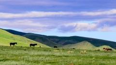 新疆天氣預報：外國旅客暢遊北疆南疆的必備指南