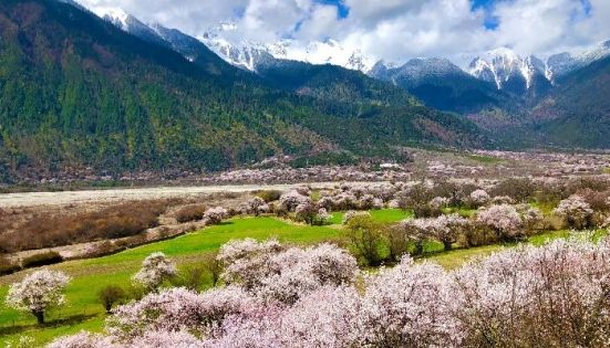 波密桃花溝