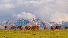 新疆伊犁天氣全攻略:四季風情與旅遊必知