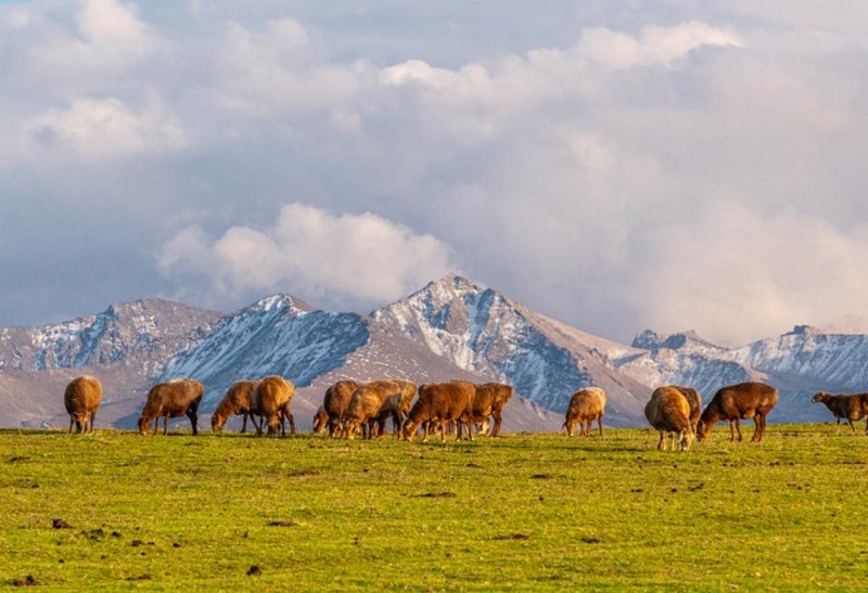 伊犁喀拉峻草原