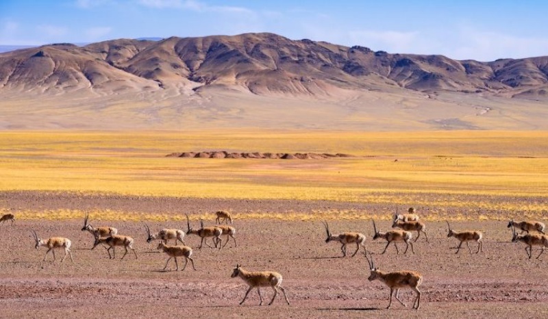 阿里無人區:走進世界屋脊最孤獨、最純粹的荒原