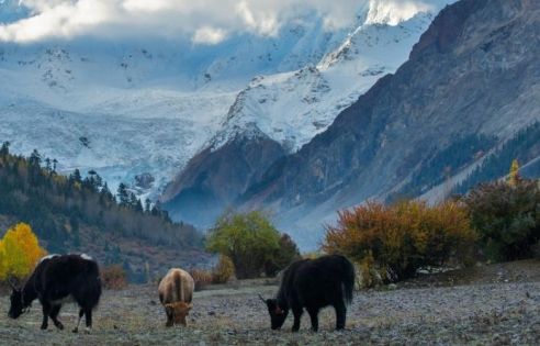米堆冰川海拔探秘:藏东秘境中触手可及的雪域奇观