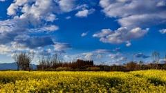 雲南麗江1月天气：旅客必知的防寒與暢遊攻略