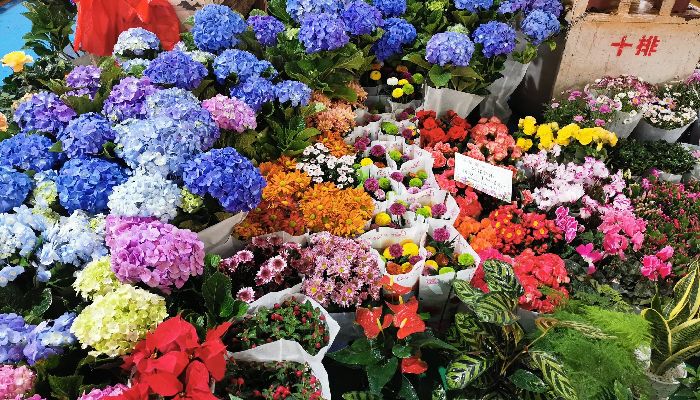 昆明鬥南花卉市場冬季