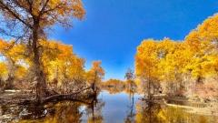 南疆胡楊林季節終極指南：何時去、哪裡看、怎麼玩才精彩