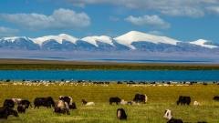 中國地形漫遊：從雪域到海灘的奇妙探索之旅