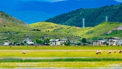 云南纳帕海自然保护区：高原湿地的生态秘境与人文画卷