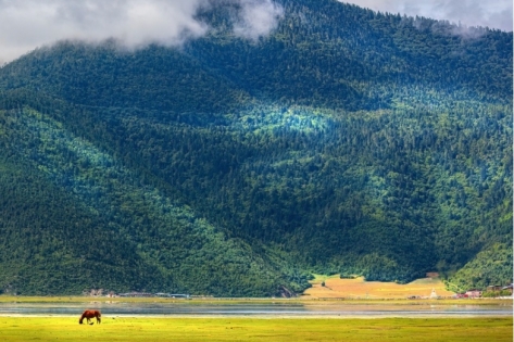 云南纳帕海自然保护区：高原湿地的生态秘境与人文画卷