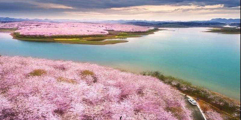 安順平壩櫻花園