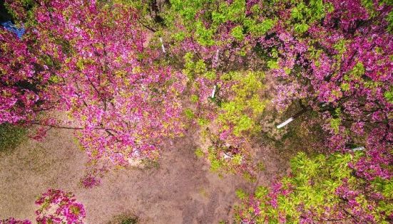 重慶旅遊最佳時間是什麼時候？一篇攻略看懂重慶旅遊月份怎麼選