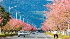 雲南昆明最佳旅遊季節:春城四季景點美食與行程建議