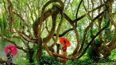 春日交響曲：雲南三月旅遊全攻略，邂逅花海與節慶的浪漫之旅