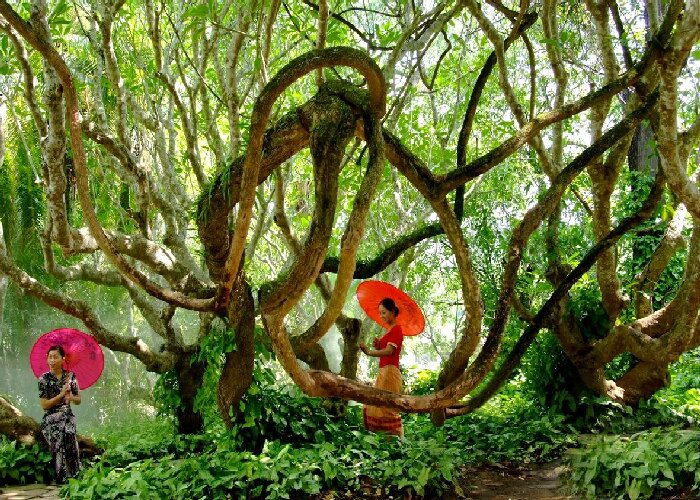 中科院西雙版納熱帶植物園