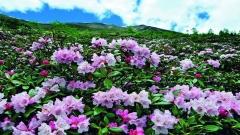 雲南四季天氣全攻略——遊客必知的旅遊氣候指南