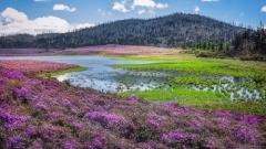 春日狂歡，色彩盛宴：雲南四月旅行全指南