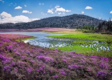 春日狂歡，色彩盛宴：雲南四月旅行全指南