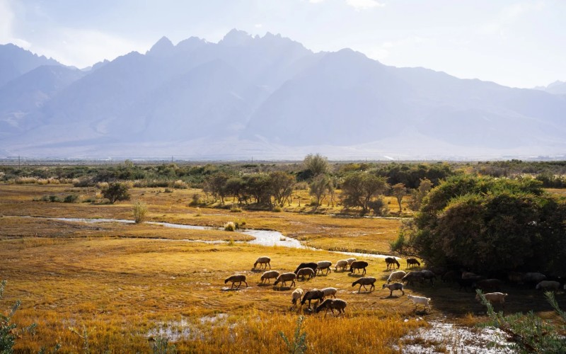 【春季限定】新疆南疆古道杏花塔縣帕米爾杏花季6天5晚