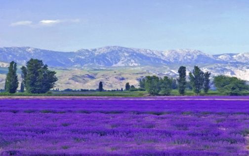 新疆伊犁.霍城晃晃村_1_UNUNUN_来自小红书网页版