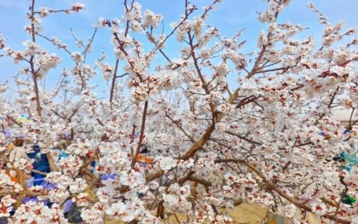 那拉提杏花穀追花指南:一年只盛放十天的春天奇跡