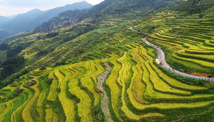 貴州秋季梯田