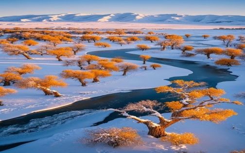 银装素裹胡杨林_1_大杉视角_来自小红书网页版