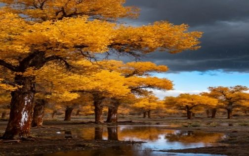 金色童话上线！胡杨林进入最美季节🍂_4_快乐如风，向往如云😃_来自小红书网页版