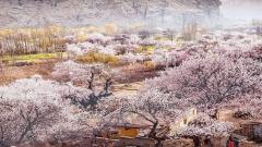 【春季限定】新疆南疆古道杏花塔縣帕米爾杏花季6天5晚