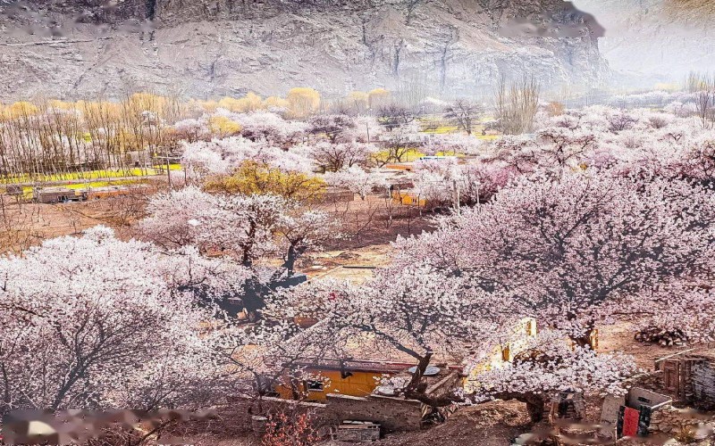 【春季限定】新疆南疆古道杏花塔縣帕米爾杏花季6天5晚