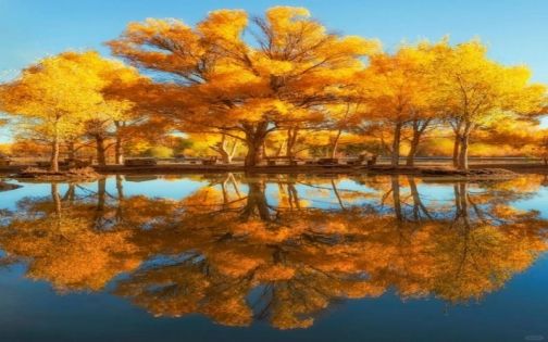 2026 秋季輪台胡楊林最實用攻略｜拍照點位＋3 日環線＋周末特種兵路線