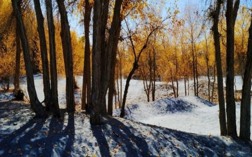 立冬的胡杨林_1_日照山海～月升茫空_来自小红书网页版