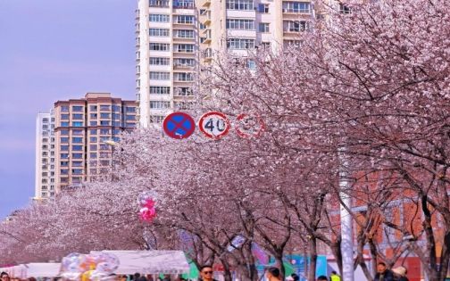 伊犁海棠｜杏花来喽杏花墙🌸_4_大雅 ปาท่องโก๋  _来自小红书网页版