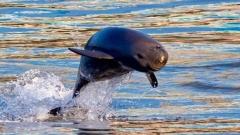 長江豚：了解長江豚的趣聞