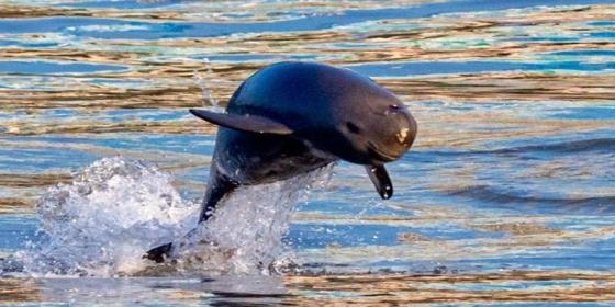 長江豚：了解長江豚的趣聞