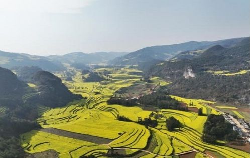 春季雲南油菜花