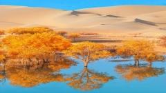 2026 秋季輪台胡楊林最實用攻略｜拍照點位＋3 日環線＋周末特種兵路線