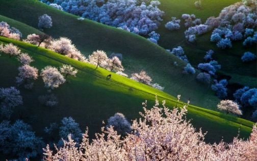 新疆那拉提杏花谷最實用攻略|避雷+路線+花期+拍照時段全整理