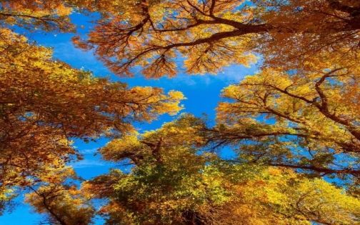 2026 秋季輪台胡楊林最實用攻略｜拍照點位＋3 日環線＋周末特種兵路線