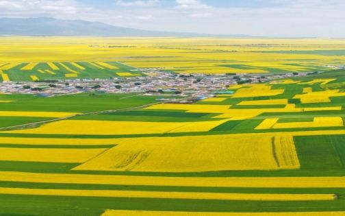 門源油菜花攻略｜七月的高原金色盛宴，一年只此一次