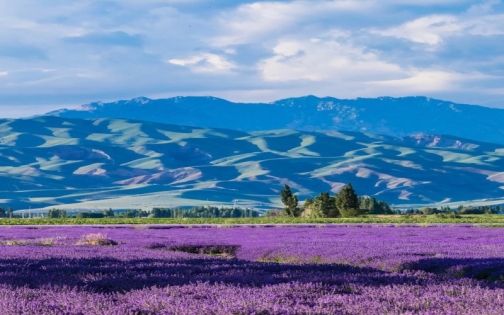 7-8月不去伊犁！就错过了最美的新疆！_1_携程旅行_来自小红书网页版