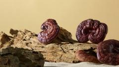 雪域江南尋味記|林芝特產全攻略