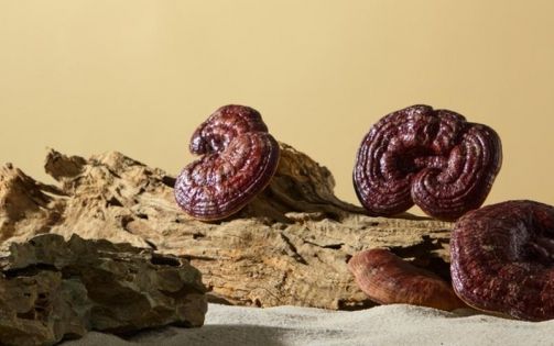 雪域江南尋味記｜林芝特產全攻略